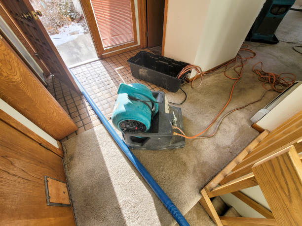 Best Professional water damage repair  in Dandridge, TN